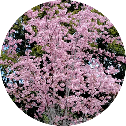 ็้จ๏ผๅฐๆๅ๏ผ image