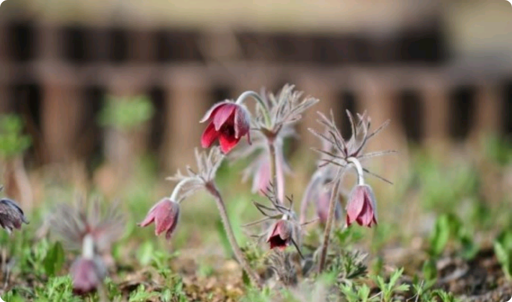 시들어가는 그대 thumbnail