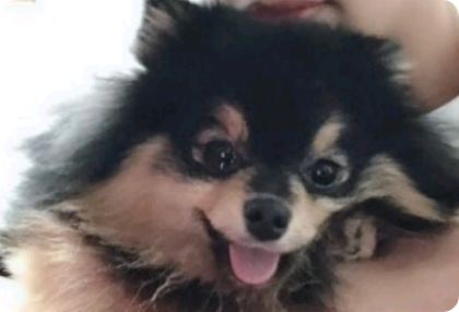 왕왕!아르르 thumbnail