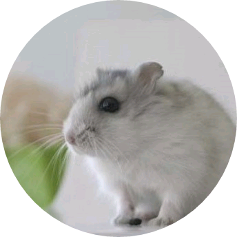 문별(햄스터) image