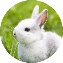 솔라(토끼) image