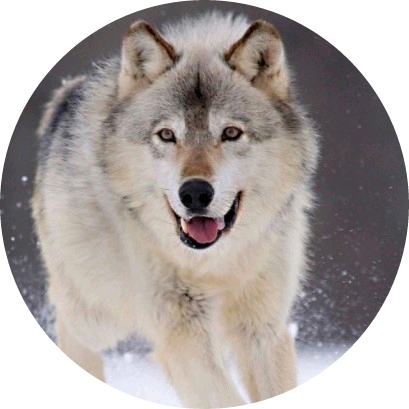 하성운(늑대) image