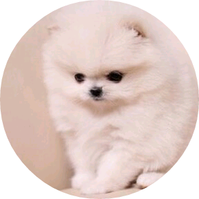 (윤여주)포포 image