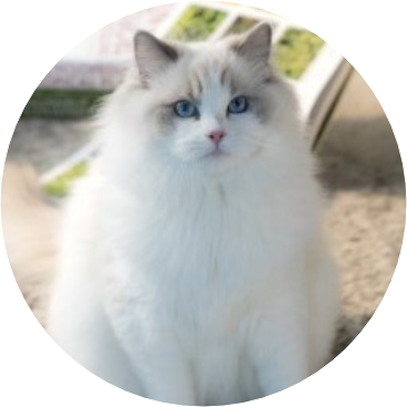 고양이(지훈 image