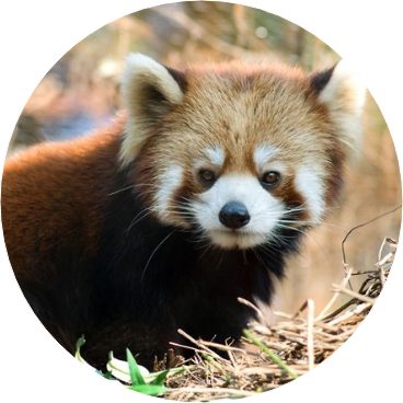 랫서팬더(승관 image