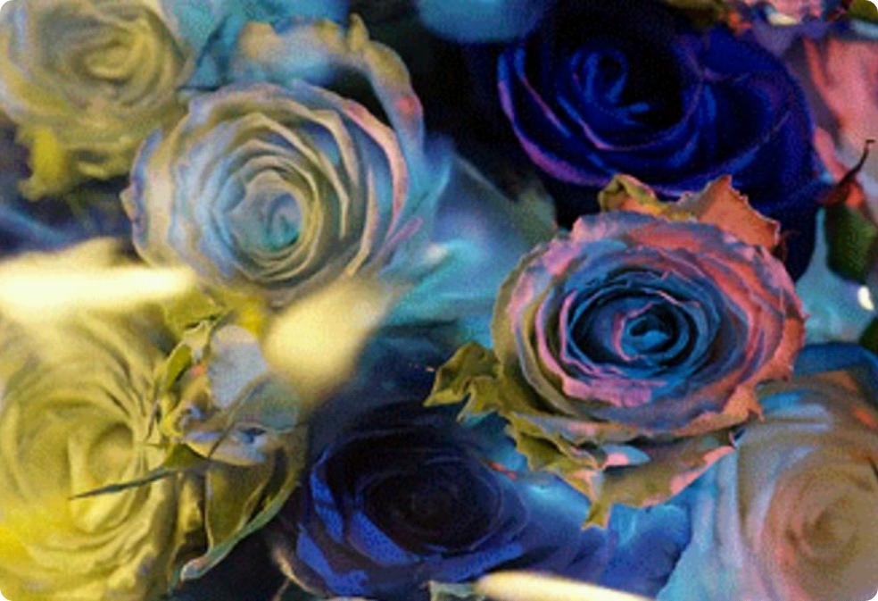 Smeraldo: {Smeraldo} thumbnail