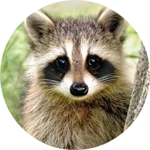 쿵짝짝작가 image