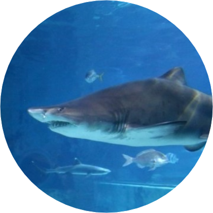 상어 image
