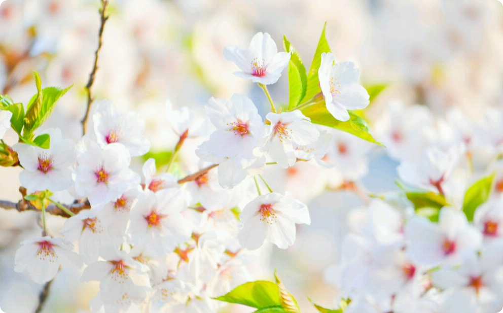  자까띠 사담쓰 thumbnail