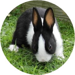 토끼임 암튼 토끼임 image