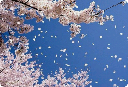 【短篇小说】我的初恋发生在我接住一片樱花花瓣的时候。 thumbnail