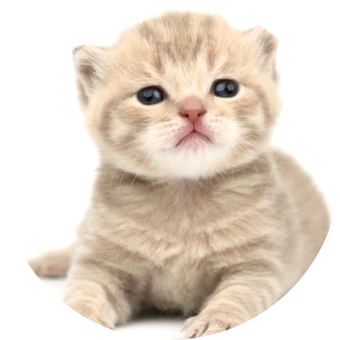 아기고양이 image
