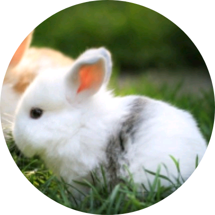 🐰/1살 image