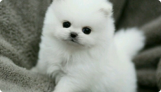 在學校裡，他是個惡霸；在學校外，他是黑幫老大。 thumbnail