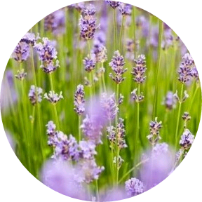 현식여친(누구될까) image