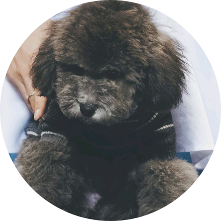 먼 지 왕 댜 image