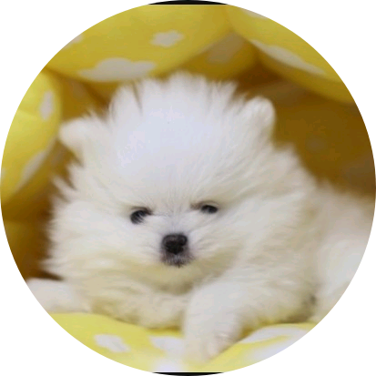 (반인반수)고양이 image