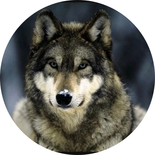 늑대(여주) image