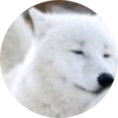 배주현(늑대) image