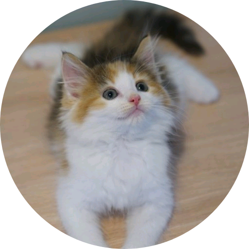 삼색 고양이 image