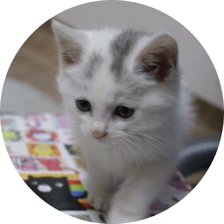 하얀 고양이 image
