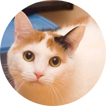고양이 image