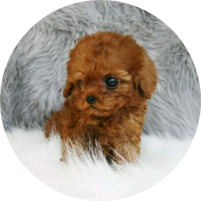 멍멍이 image