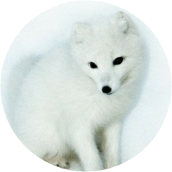 지민/17(백여우) image