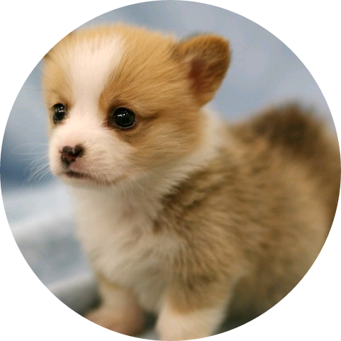 강아지(이여주) image