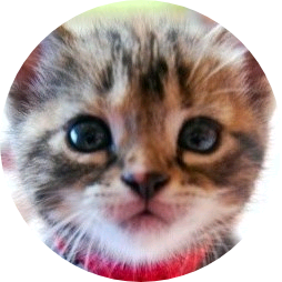 고양이 박지훈 image