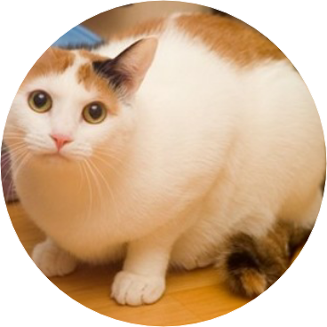 ??? image