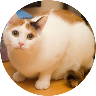 치미 image
