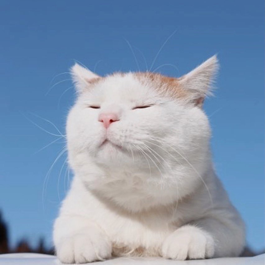 ㅊㅂㅊ트리플A 작가 image