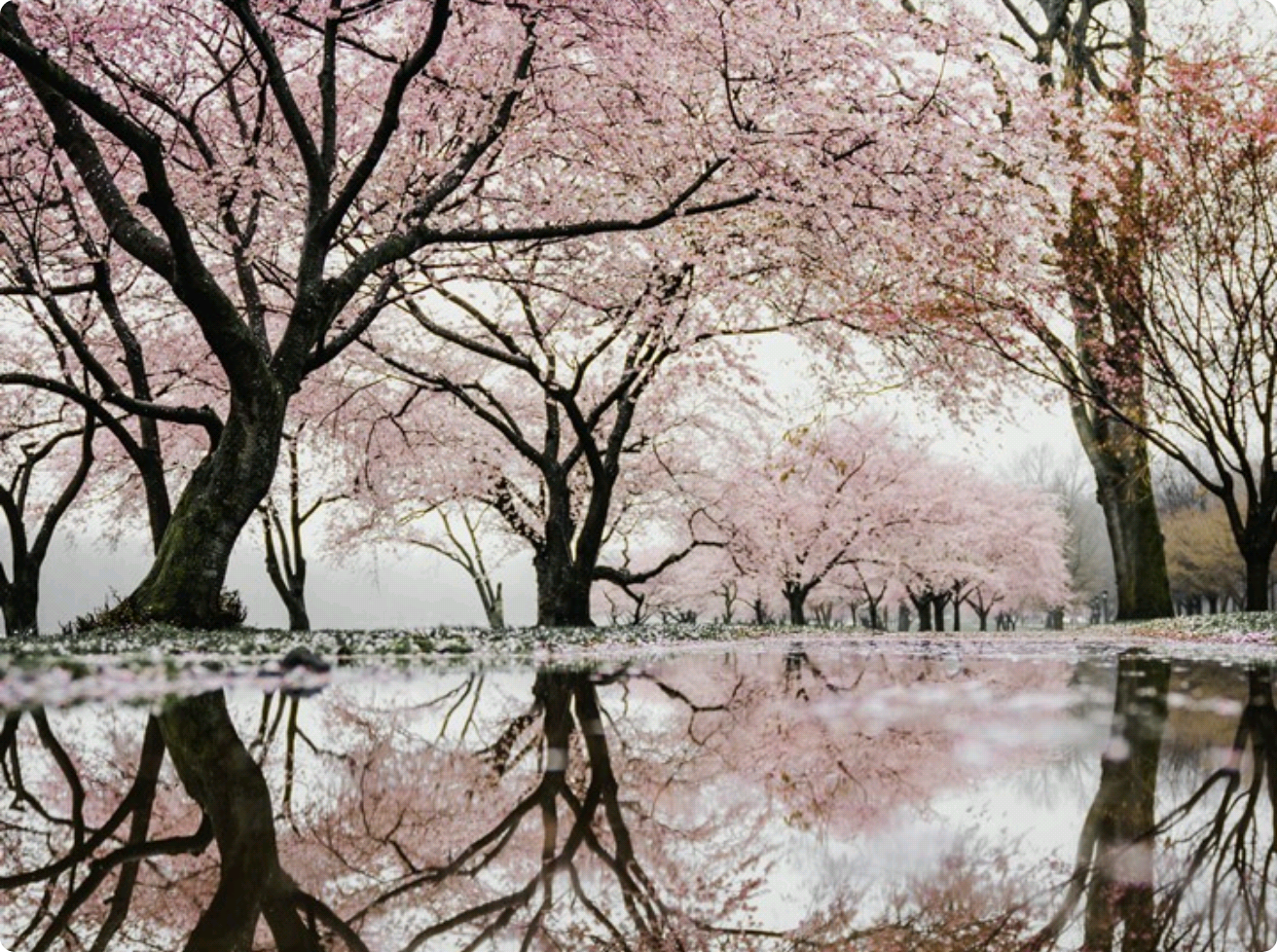 On a night when cherry blossoms are fluttering thumbnail