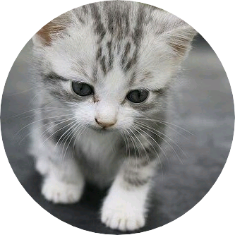 고양이(치즈) image