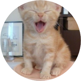 아기 고양이 image