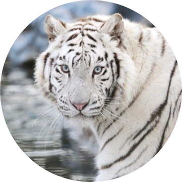 김태형(백호 image