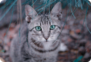 고양이 신, 슈가 thumbnail