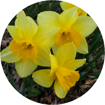 캐럿💎수민 image