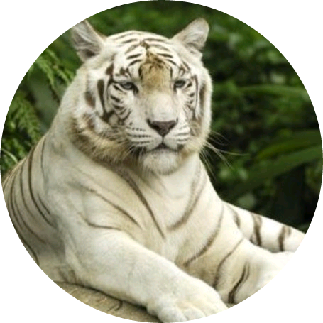 전여주 ( 백호 image