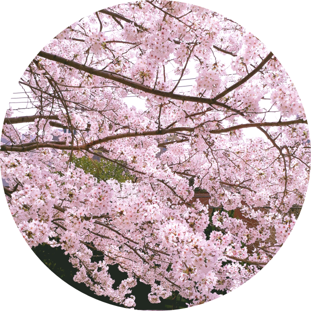 배조연(여주엄마) image