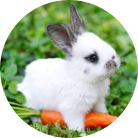 토끼(민윤기) image