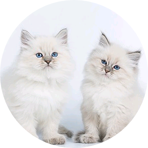 고양이(전정국) image