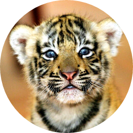 호랑이(김태형) image