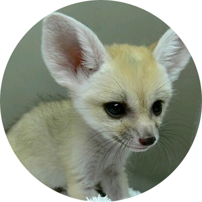 사막여우(김남준) image