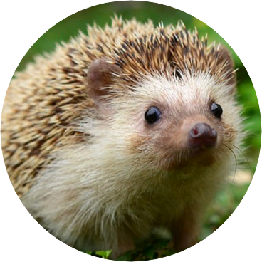 살찐도치작가 image