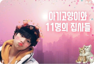 아기 고양이와 11명의 집사들 thumbnail