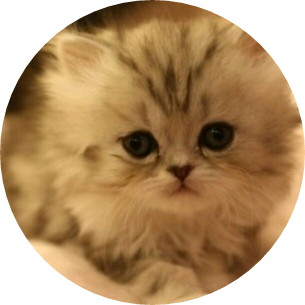 페르시안(윤기 image