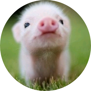 돼지 (꿀꿀이) image