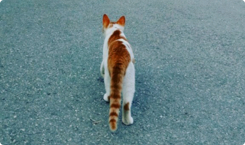 與趙恩星約會 thumbnail